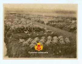 Beraneka ragam tanaman sayur dengan papan namanya.