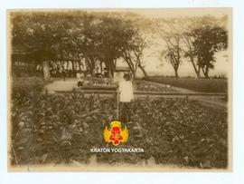 Tanaman tembakau yang ditanam pada tanggal 10 Juni 1926 tanpa diberi pupuk.
