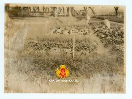 Tanaman wortel diantara tanaman sayuran yang lain.