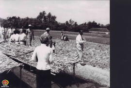 Wakil Presiden Moh Hatta dan Sri Sultan Hamengku Buwono IX berjalan di pematang sawah meninjau pe...